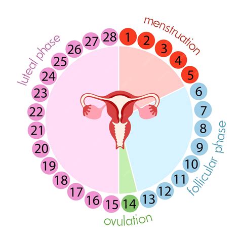 faza foliculara|Ciclul menstrual: ce înseamnă fiecare fază în parte